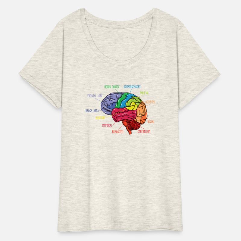 Anatomy Of The Brain Neurologist