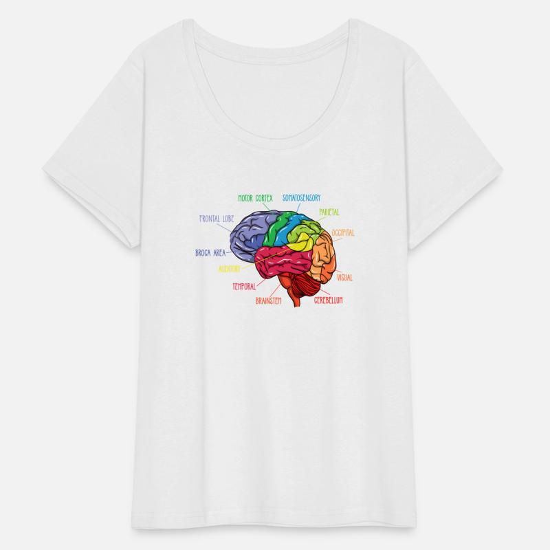 Anatomy Of The Brain Neurologist