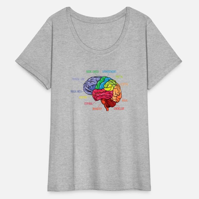 Anatomy Of The Brain Neurologist